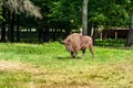 Male bison in the National Park in BiaÃâowieÃÂ¼a